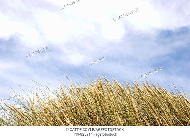 Beach grass and sky at Sudersand Beach on the island of Faro, Sweden
