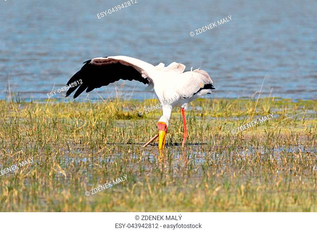 big bird Yellow-billed stork (Mycteria ibis) catching food in okavango swamp to long beak in natiral habitat Moremi game reserve Botswana, Africa wildlife