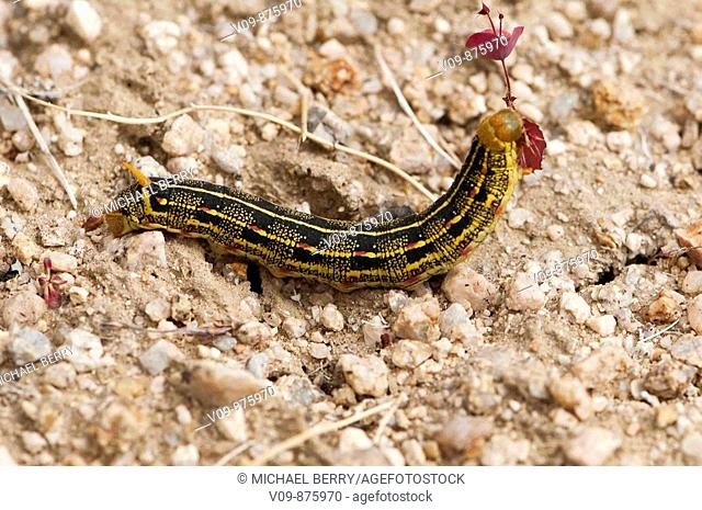 Caterpillar (fam. Sphingidae)