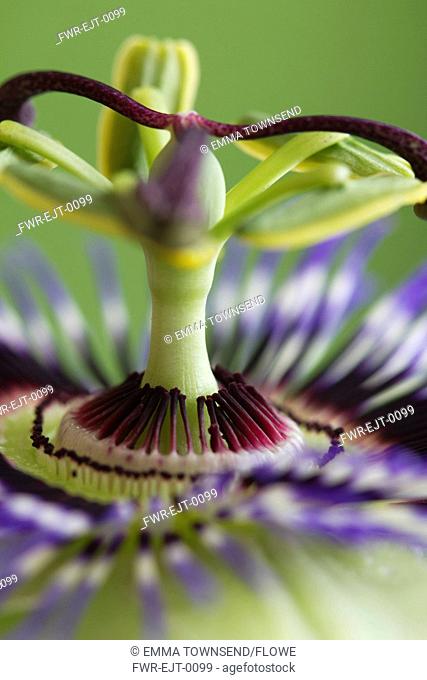 Passiflora caerulea, Passion flower, Mixed colours subject, Green background