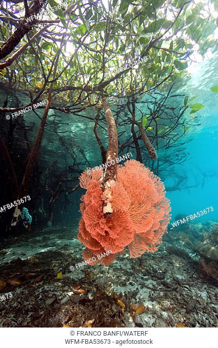 Sea Fan on Mangrove Roots, Acabaria sp., Raja Ampat, West Papua, Indonesia