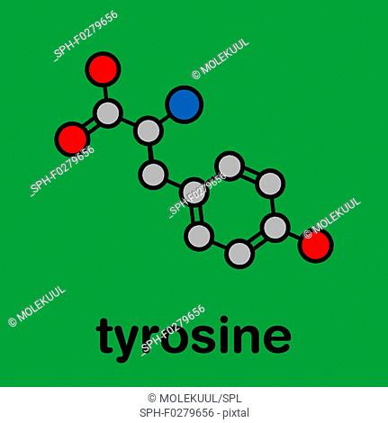 Tyrosine amino acid molecule, illustration