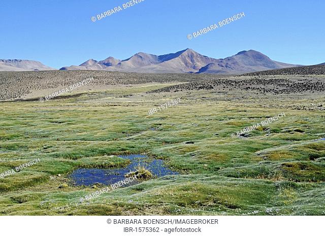 Vegetation, mountains, Las Cuevas caves, Conaf Station, Lauca National Park, Altiplano, Norte Grande, Northern Chile, Chile, South America