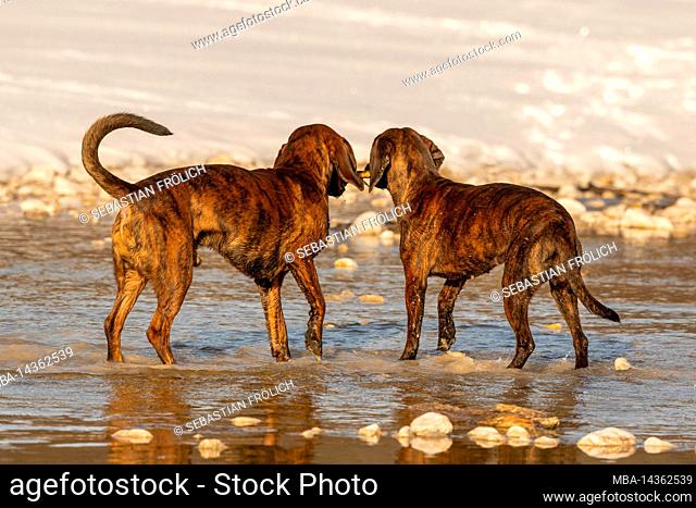 Hanover Hounds Emma and Rüpel playing in the shallow water of a creek bed in the winter when it snows