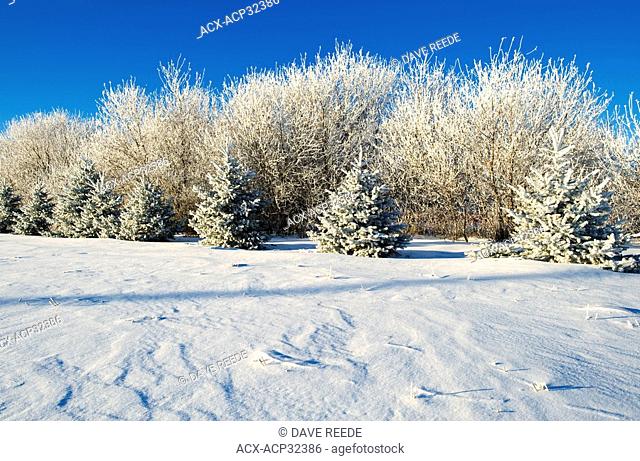 frost covered trees in shelter belt, near Dugald, Manitoba, Canada