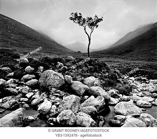 Single Tree, Glen Rosa, Isle of Arran, Scotland, Uk