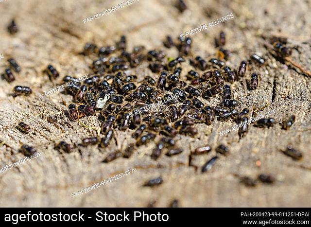 23 April 2020, Baden-Wuerttemberg, Heidelberg: Bark beetles of the species ""Buchdrucker"" crawl on a tree stump after their removal from a bark beetle trap