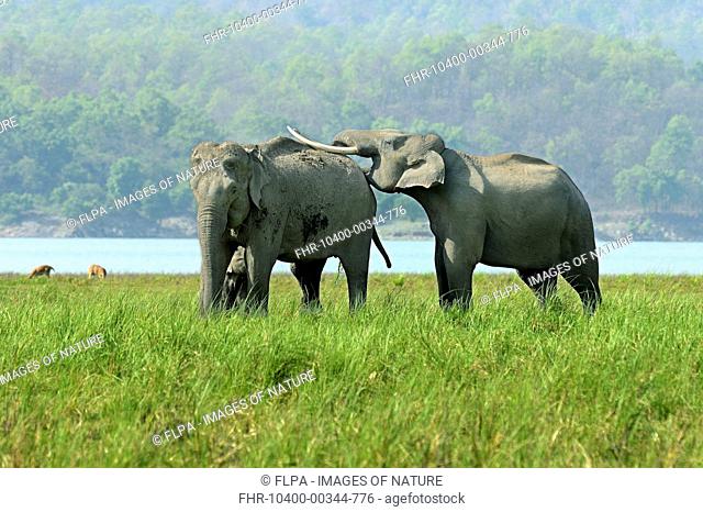 Asian Elephant (Elephas maximus indicus) adult male, female and calf, with adult male laying tusks on back of adult female in courtship gesture