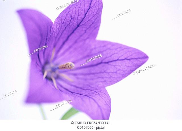 Bellflower (Campanula hybr.)