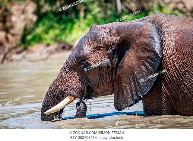 African elephant swimming in the Kruger National Park, South Africa