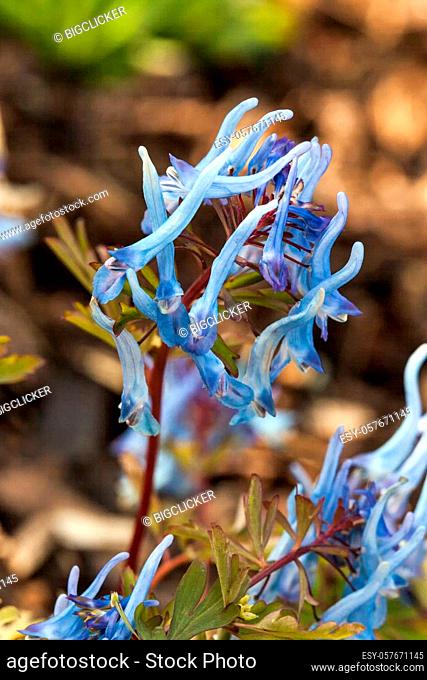 Corydalis flexuosa 'China Blue' a spring rhizomatous perennial flower plant
