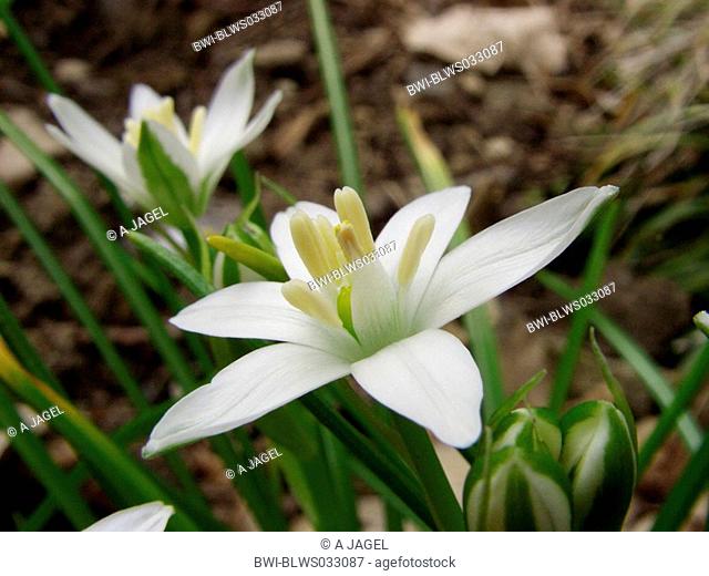 sleepydick, star of bethlehem Ornithogalum umbellatum, flower
