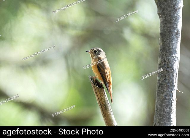 Ferruginous flycatcher, Muscicapa ferruginea, Neora Valley National Park, Kalimpong, West Bengal, India