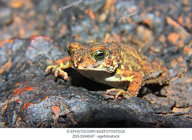 Name: Amboli Toad (Xanthophyrne tigerinus) Location: Amboli, Maharashtra