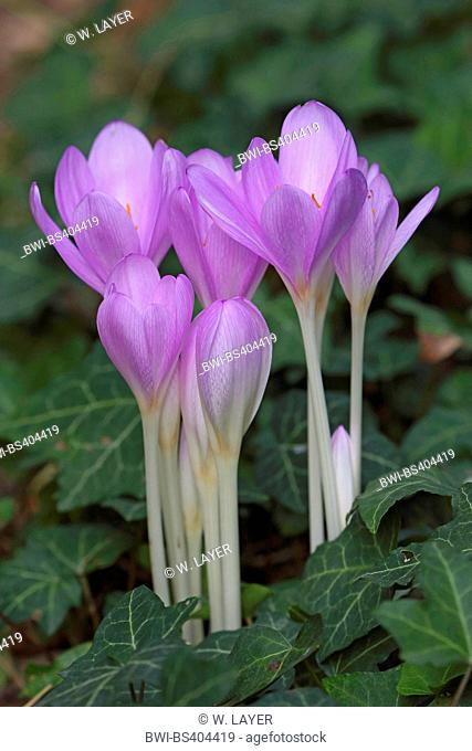 Meadow saffron, Naked lady, Autumn crocus (Colchicum autumnale), blooming amongst ivy, Germany