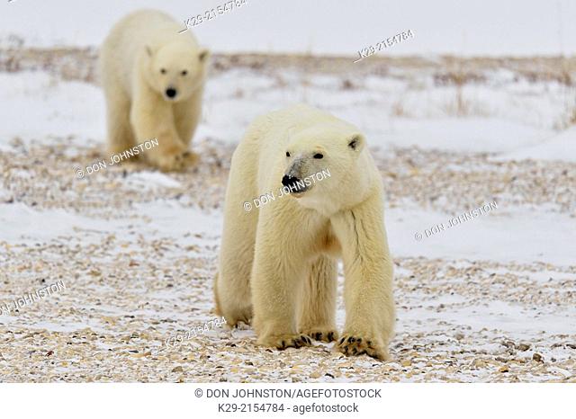Polar Bear (Ursus maritimus) Mother with first-year cub , Wapusk NP, Cape Churchill, Manitoba, Canada