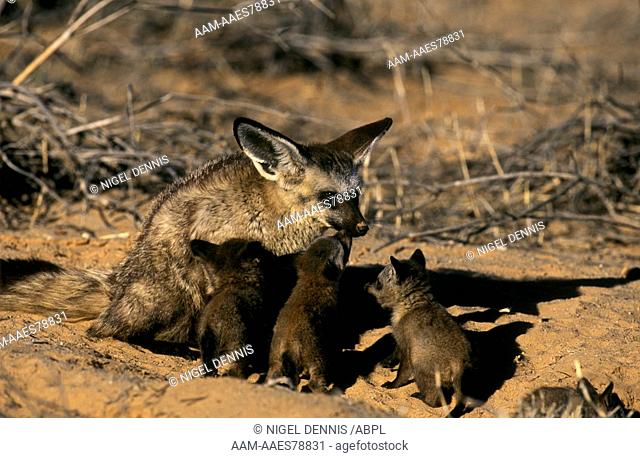 Bat-eared Fox (Otocyon megalotis), w/ 1 wk old Pups at Den, Kalahari Gemsbok Park, S. Africa