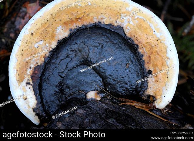 Red-belted Polypore (Fomitopsis pinicola)
