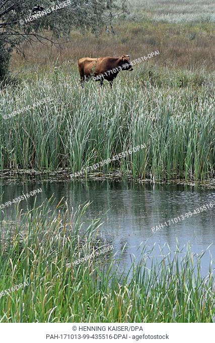 A cow stands in the reed near Sfantu Gheorghe in the Danube delta, Romania, 16 August 2017...Â· NO WIRE SERVICE Â· Photo: Henning Kaiser/dpa