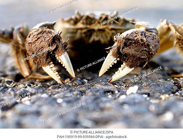 18 September 2019, Lower Saxony, Thedinghausen: A Chinese mitten crab hikes along a road near the district of Werder. The species has been living in Germany for...