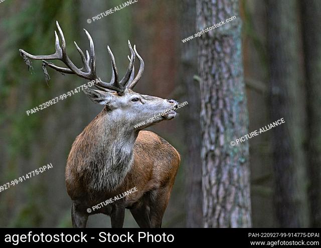 27 September 2022, Brandenburg, Groß Schönebeck: A red deer ready to mate roars in an enclosure in the Schorfheide Game Park. On 01.10