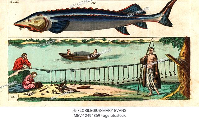 Beluga sturgeon, Huso huso, and fishing methods with hook and line. Handcolored copperplate engraving from Gottlieb Tobias Wilhelm's Encyclopedia of Natural...
