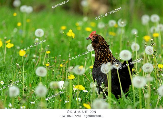 domestic fowl (Gallus gallus f. domestica), standing in a dandelion meadow, Germany