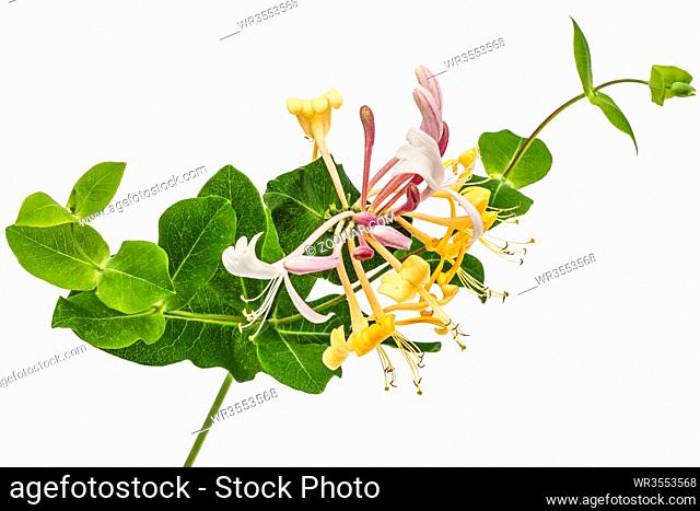 Flowers of honeysuckle, lat. Lonicera caprifolium, isolated on white background