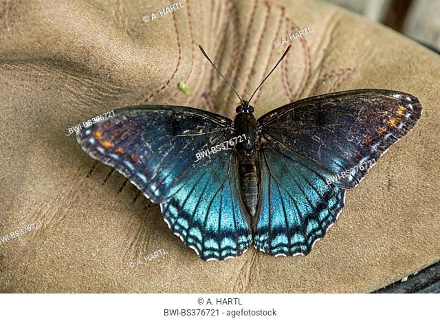 Red-spotted Purple (Limenitis arthemis astyanax), sucks minerals from a leather boot, USA, Tennessee, Great Smoky Mountains National Park