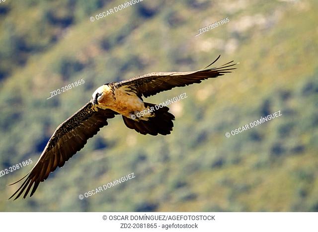 Bearded Vulture or Lammergeier (Gypaetus barbatus) flying. Pre-Pyrenees. Lleida province. Catalonia. Spain