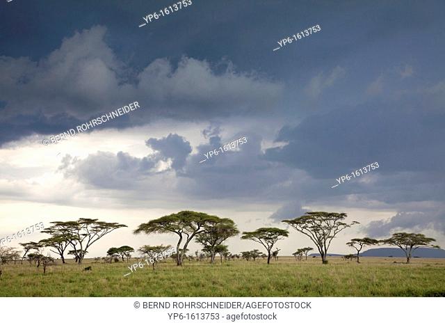 savannah with upcoming thunderstorm, Serengeti National Park, Tanzania