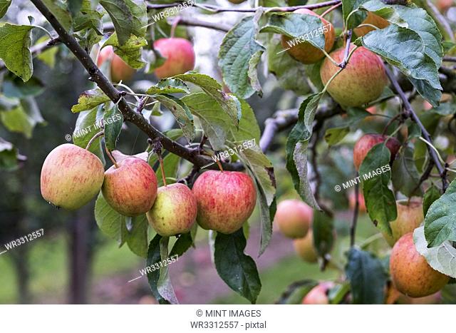 Apple trees in an organic orchard garden in autumn, red fruits ready for picking on branches of espaliered fruit trees