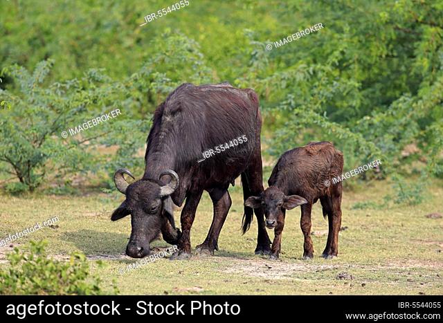 Water buffalo, mother with young, Bundala National Park (Bubalis bubalis), Sri Lanka, Asia
