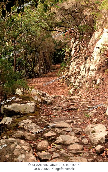 path or trail in Anaga forest . Tenerife island. spain