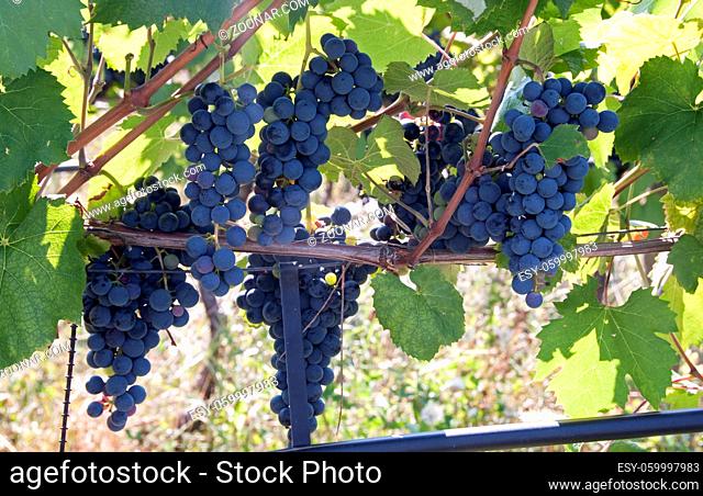 blue grapes outside in Italy