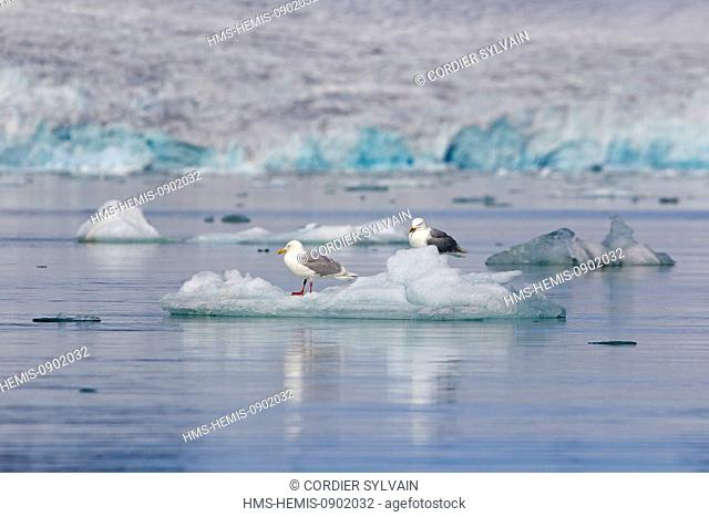 Norway, Svalbard, Spitsbergern, Glaucous Gull (Larus hyperboreus), sitting on a piece of ice