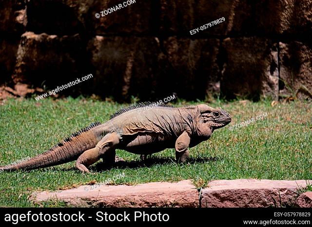 FUENGIROLA, ANDALUCIA/SPAIN - JULY 4 : Rhinoceros Iguana (Cyclura cornuta) in the Bioparc Fuengirola Costa del Sol Spain on July 4, 2017