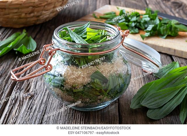 A jar filled with fresh ribwort plantain leaves and cane sugar, to prepare herbal syrup against cough