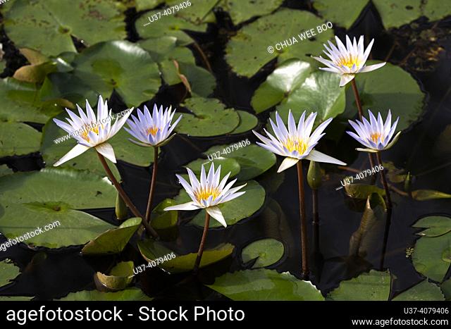 Water lilies at Botanical Garden, Kuching, Sarawak, East Malaysia, Borneo. Water lilies are perennial aquatic plants native to the East Malaysian state of...