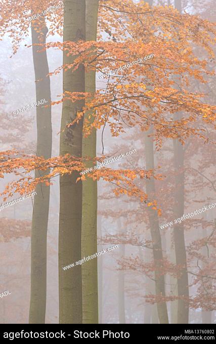 autumn beech forest, foggy mood, Germany, Hesse, Lahn-Dill-Bergland Nature Park, near Siegbach