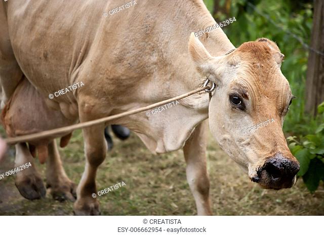 Healthy cow on Costa Rican dairy farm