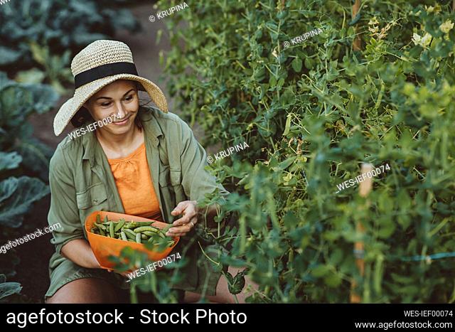 Smiling woman collecting green peas in garden