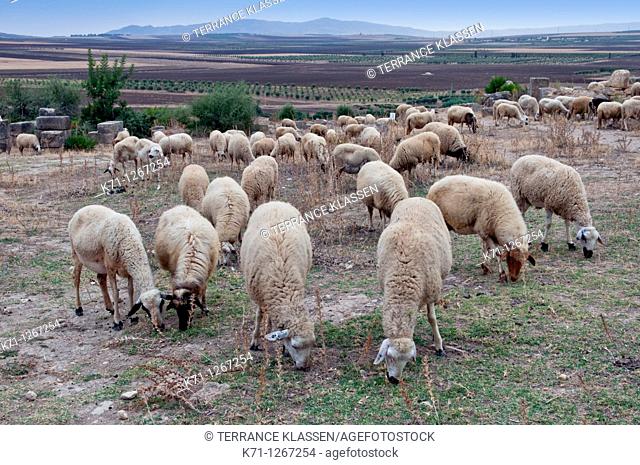 Sheep grazing in a pasture near the Roman ruins of Volubilis, Morocco