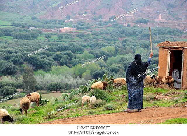 BERBER SHEPHERDESS WITH HER FLOCK OF SHEEP ON THE HILLS OF TERRES D'AMANAR, TAHANAOUTE, MOROCCO