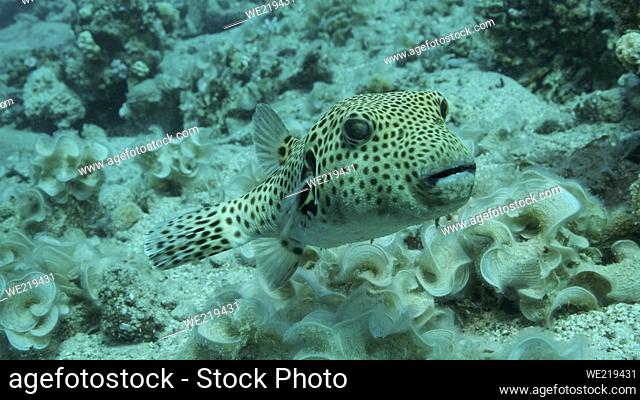 Close-up of Pufferfish swims near coral reef. Blackspotted Puffer (Arothron stellatus), Red sea, Egypt