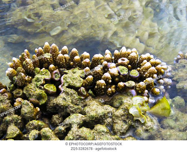 Finger Coral closeup, Kurusadai Island, Gulf of Mannar Biosphere Reserve, Tamil Nadu, India