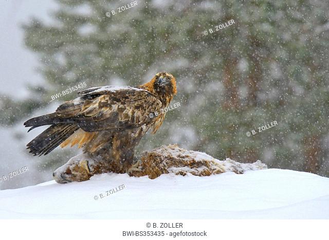 golden eagle (Aquila chrysaetos), female at bait (red fox) in heavy snowfall, Finland, Kuusamo, Oulanka National Park