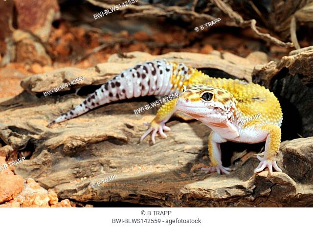 Leopard gecko Eublepharis macularius, unusual coloured individual