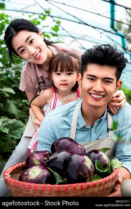 Oriental family picking eggplant
