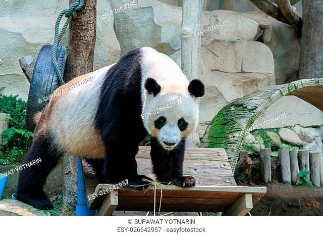 Gian panda in the zoo